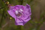 San Antonio false foxglove